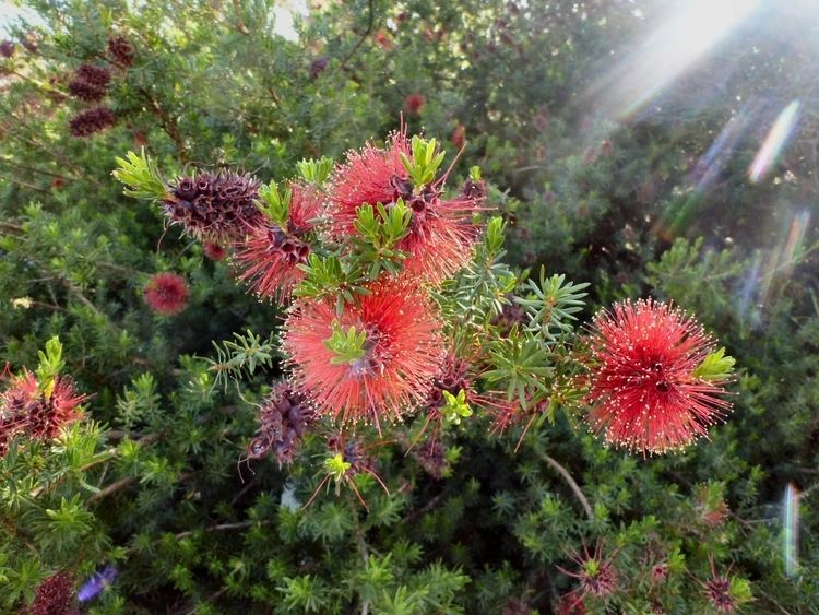 Kunzea baxteri Kunzea baxteri Crimson Kunzea Gardening With Angus