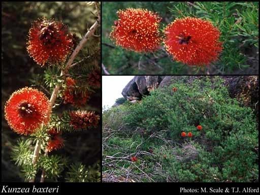 Kunzea baxteri Kunzea baxteri Klotzsch Schauer FloraBase Flora of Western Australia