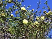 Kunzea ericifolia httpsuploadwikimediaorgwikipediaenthumba