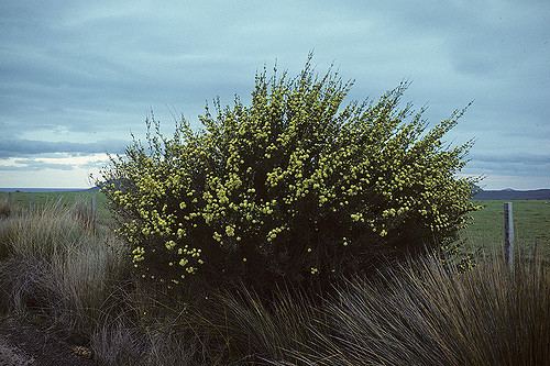 Kunzea ericifolia Kunzea ericifolia Photographer Ivan Holliday Russell Dahms Flickr
