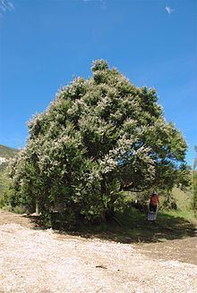 Kunzea ericoides httpsuploadwikimediaorgwikipediacommonsthu