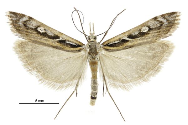 Kupea (moth)