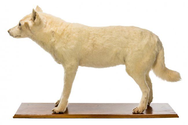 Kurī Otago researchers sequence extinct dog genomes