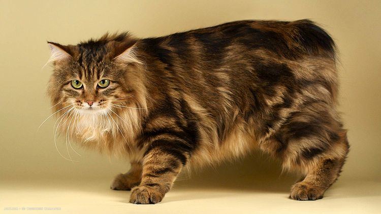 Kurilian Bobtail 1000 images about KURILIAN BOBTAIL on Pinterest Bobtail cat Cats