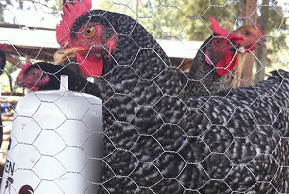 Kuroiler The benefits of rearing Kuroiler chicken Daily Monitor