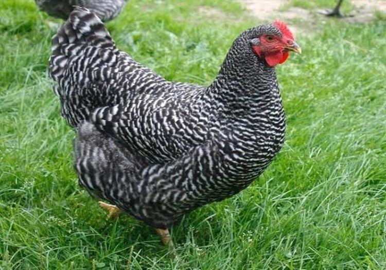 Kuroiler Kuroiler Chicken Farming in Kenya Important Facts