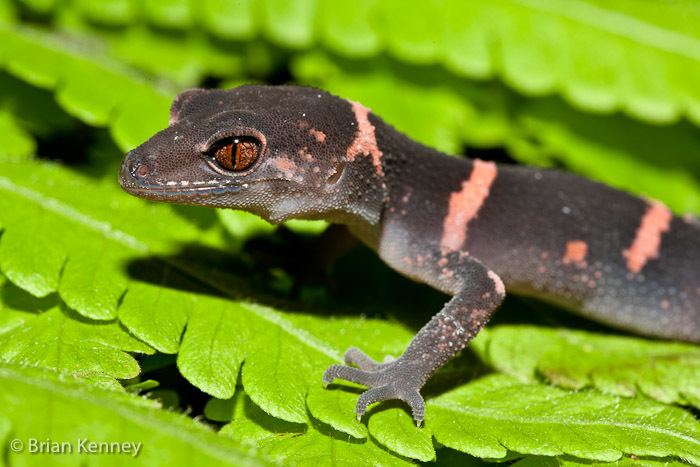 Kuroiwa's ground gecko AGPix View Large Preview amp Download Comp Images