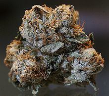 Kush (cannabis) httpsuploadwikimediaorgwikipediacommonsthu