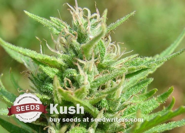 Kush (cannabis) Kush Cannabis Seeds and 14 Kush Strains