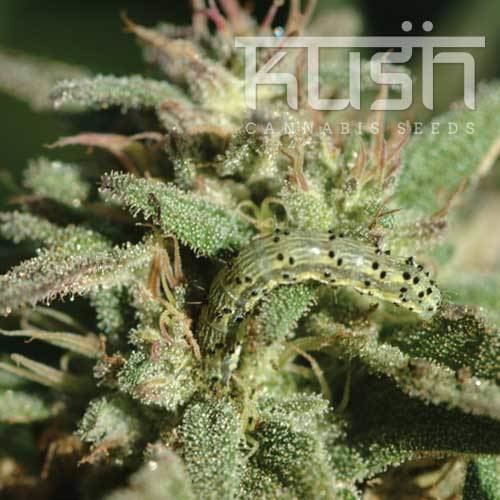Kush (cannabis) KUSH Cannabis Seeds KUSH Cannabis Seeds