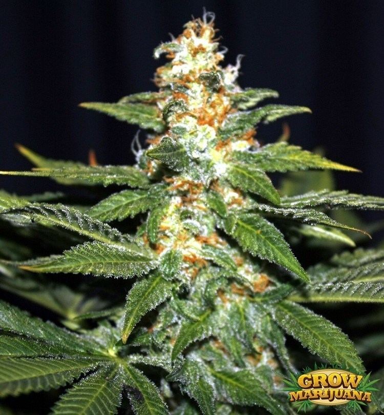 Kush (cannabis) Hindu Kush Hindu Kush Weed GrowMarijuanacom