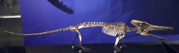 Kutchicetus FileKutchicetus minimus skeleton Canadian Museum of NatureJPG