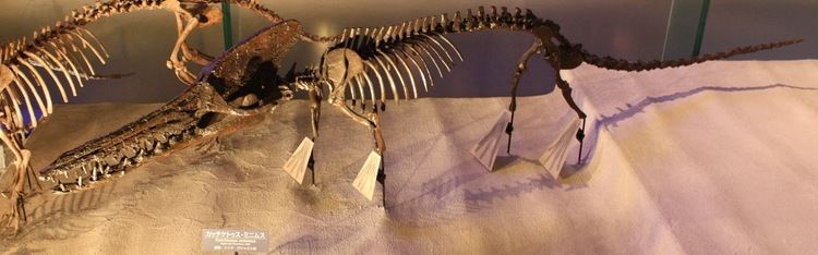 Kutchicetus Whale evolution series Dave Hone39s Archosaur Musings