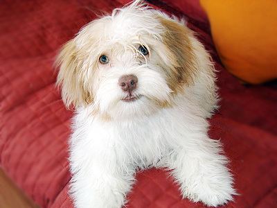 Kyi-Leo KyiLeo breed info Pictures amp Puppy Price Hypoallergenic Yes