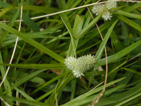 Kyllinga Kyllinga brevifolia nemoralis