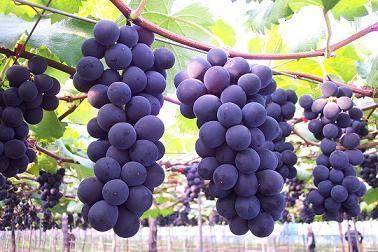 Kyoho (grape) How to grow Kyoho Grape