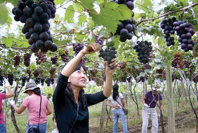 Kyoho (grape) A Seasonal Fruit to Blow Away the Summer Heat Kyoho Grapes AgraFood