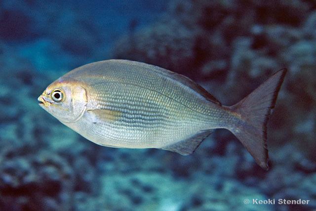 Kyphosus Fish Identification