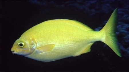Kyphosus Fish of the Month Hawaiian Chub Kyphosus hawaiiensis