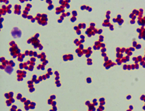 Kytococcus httpswwwomicsonlineorgarticlesimages21610