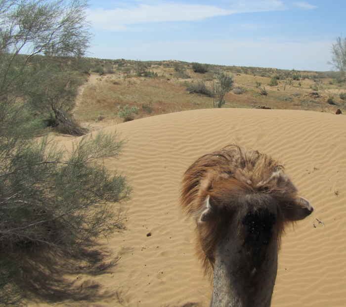 Kyzylkum Desert Riding a Camel Into the Kyzylkum Desert Caravanistan