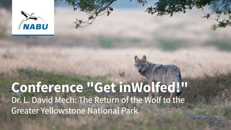 L. David Mech Dr L David Mech The Return of the Wolf to the Greater Yellowstone