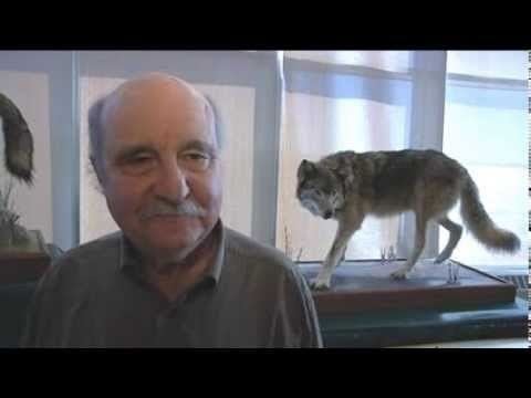 L. David Mech L David Mech Wolf Expert Duluth MN 10 13 13 YouTube