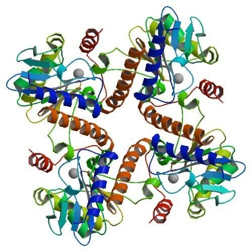 L-ribulose-5-phosphate 4-epimerase