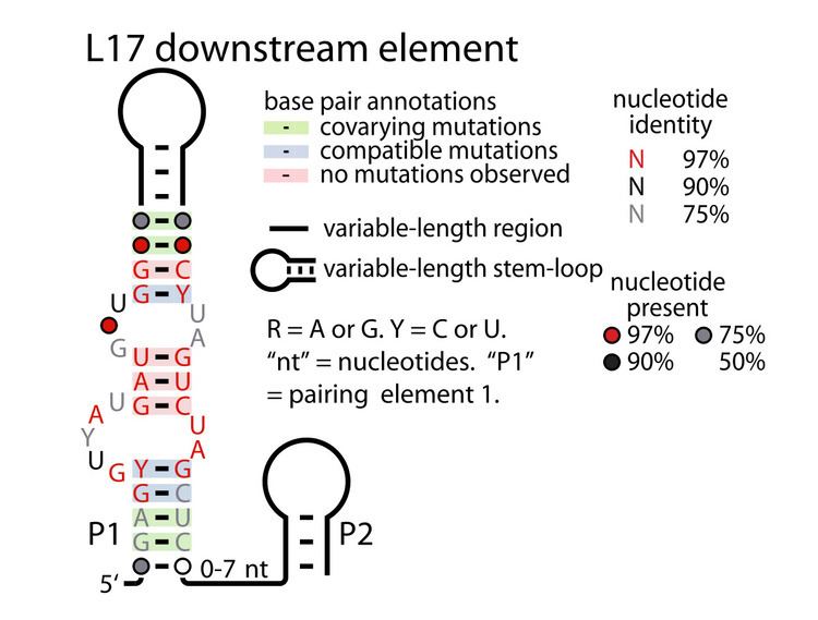 L17DE RNA motif