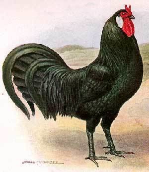 La Flèche chicken Poultry Breeds La Fleche Chickens Breeds of Livestock