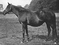 La Fleche (horse) httpsuploadwikimediaorgwikipediaenthumbc
