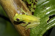 La Loma tree frog httpsuploadwikimediaorgwikipediacommonsthu