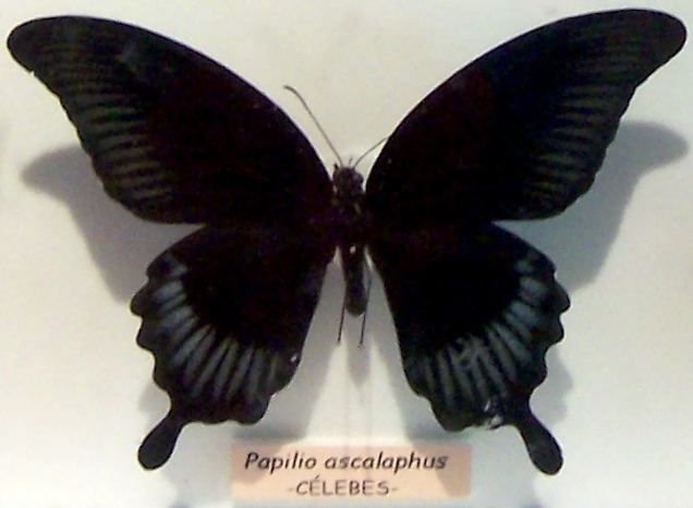 La Mariposa Negra LifeTime La mariposa negra