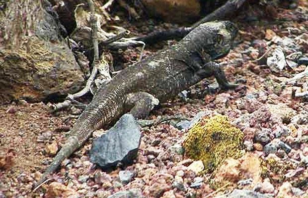 La Palma giant lizard wwwinspirewildlifecomwpcontentuploads201507