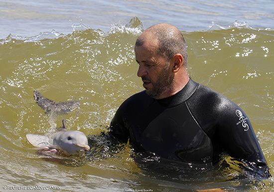 La Plata dolphin La Plata Dolphins Pontoporia blainvillei MarineBioorg