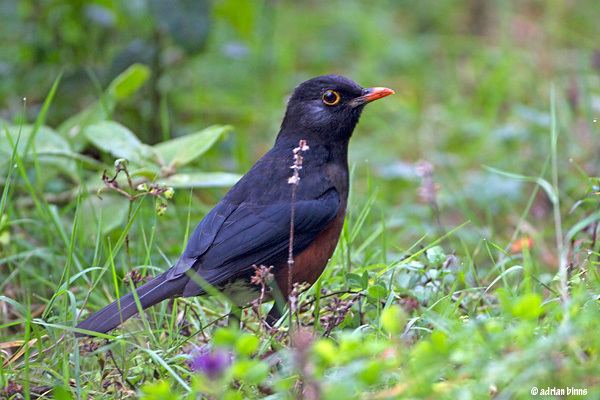 La Selle Thrush - Alchetron, The Free Social Encyclopedia