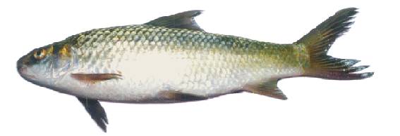 Labeo bata Fresh water fish