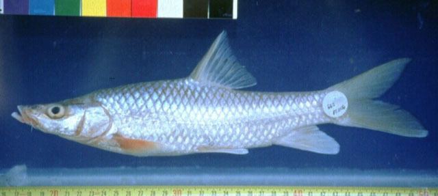Labeobarbus Fish Identification