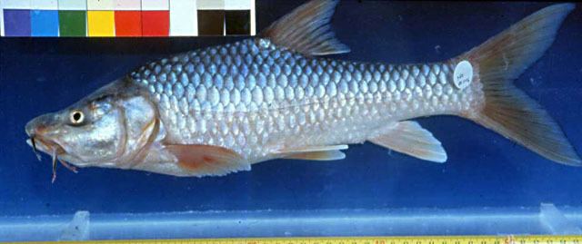 Labeobarbus Fish Identification