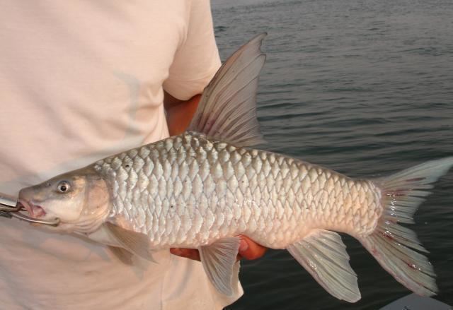Labeobarbus Zambezi yellowfish Wikipedia