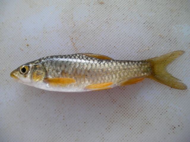 Labeobarbus Largescale yellowfish Wikipedia