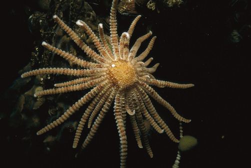 Labidiaster annulatus Let39s do Some Zoology Antarctic Sun Starfish Labidiaster