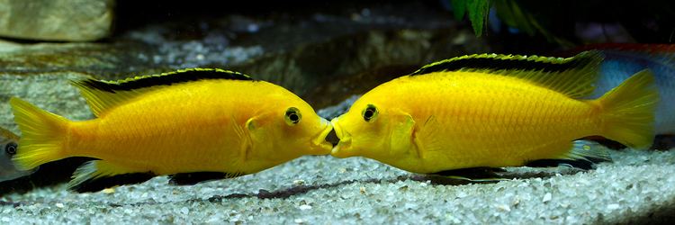ÎÏÎ¿ÏÎ­Î»ÎµÏÎ¼Î± ÎµÎ¹ÎºÏÎ½Î±Ï Î³Î¹Î± labidochromis caeruleus