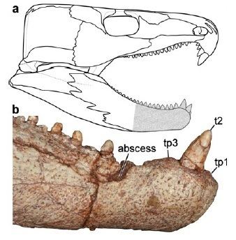 Labidosaurus The Oldest Toothache WIRED