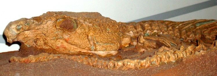 Labidosaurus FileLabidosaurus hamatus 1JPG Wikimedia Commons