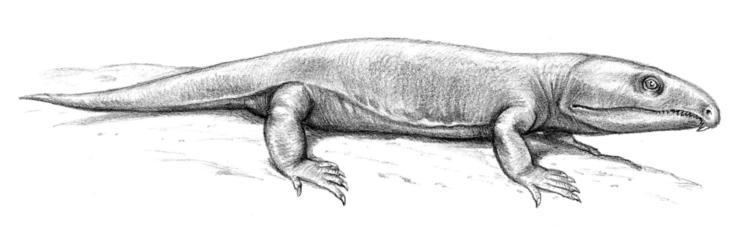 Labidosaurus FileLabidosaurus hamatusjpg Wikimedia Commons