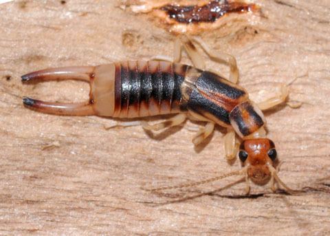 Labidura riparia Shore Earwig Labidura riparia