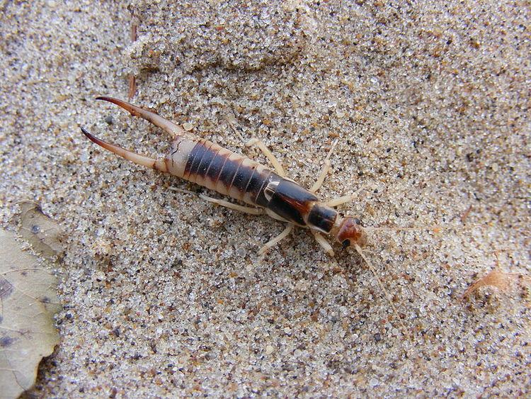 Labidura riparia Earwig Labidura