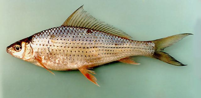 Labiobarbus Fish Identification