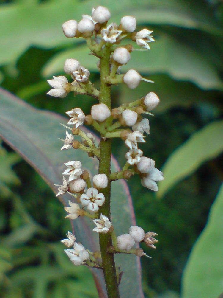 Labisia pumila Labisia pumila Primulaceae image 50320 at PhytoImagessiuedu